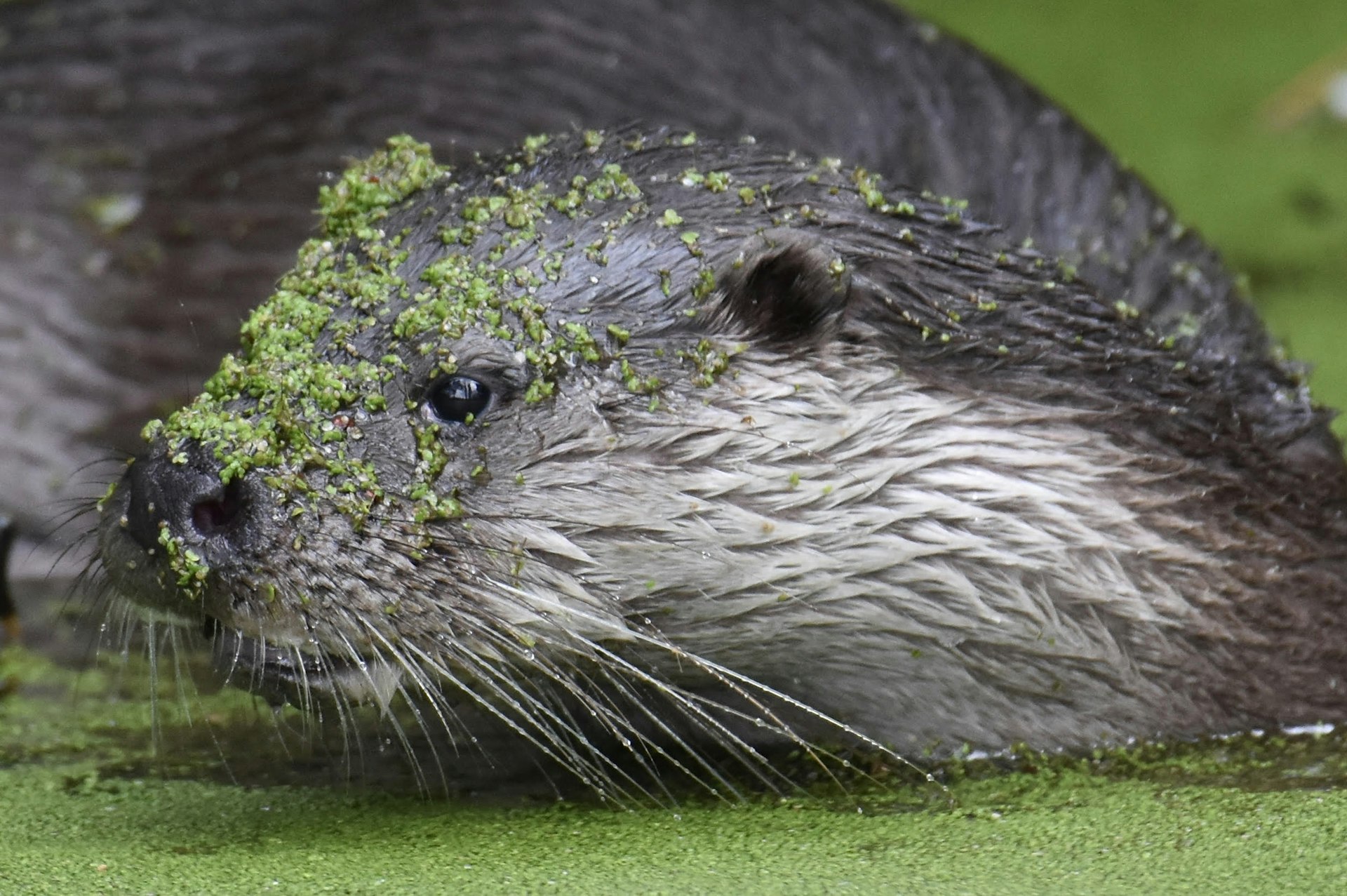 Ollie the otter captured at Holywells Park Nature Reserve in Ipswich